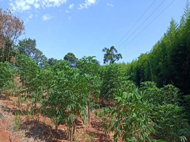 #389 - Sítio para Venda em Piraju - SP - 3