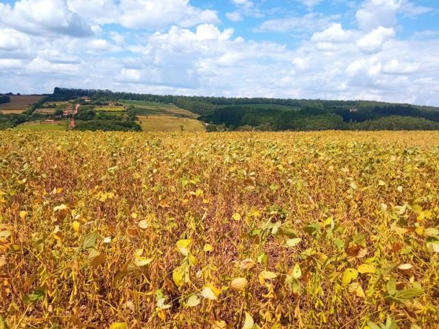 #426 - Fazenda para Venda em Sarutaiá - SP - 3